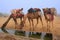 Camels drinking from reservoir in a morning fog during camel safari, Thar desert, Rajasthan, India