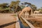 Camels drinking water at Kalacha Oasis in North Horr, Marsabit, Kenya