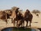 Camels drinking at a watering station in the Saudi Arabian desert