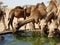 Camels drinking at a watering station in the Saudi Arabian desert