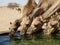 Camels drinking at a watering station in the Saudi Arabian desert