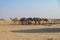 Camels dromedaries in the desert