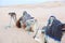 Camels dromedaries at rest in Sahara