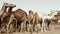 Camels, dromedaries waiting at the weekly camel market in Guelmim to be sold.  South Morocco, authentic animal market.