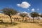 Camels dromedaries walking in the Negev desert,