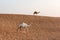 Camels in the Dubai Desert, United Arab Emirates