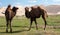 Camels dune desert - mongolia