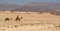 Camels on Dunes