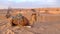 Camels among the dunes in the Sahara Desert