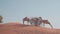 Camels eat thorny bushes on a sand dune in the desert