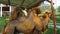 Camels eating grass in the desert in the farm, wildlife