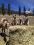 Camels eating hay