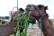 Camels Eating Plants