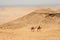 Camels in the Egyptian desert