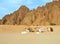 Camels in the Egyptian desert.