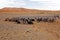 Camels in the Erg Chebbi Desert, Morocco