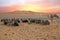 Camels in the Erg Shebbi desert in Morocco