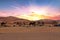 Camels in the Erg Shebbi desert in Morocco