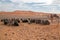 Camels in the Erg Shebbi desert in Morocco