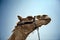 Camels face up close