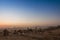 Camels Fair At Pushkar Fair Rajasthan