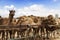 Camels on the farm begging for food from tourists