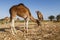 Camels in Fayoum