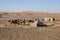 Camels feed in the oasis, Sahara desert