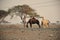 Camels feeding on a ghaf tree
