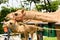 Camels feeding isolated