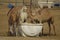 Camels Feeding in UAE Desert