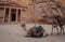 Camels in front of the historic Petra Wadi in Jordan