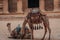 Camels in front of the historic Petra Wadi in Jordan