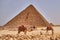 Camels in front of the Pyramid of Menkaure