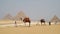 Camels in front Pyramids of Egypt