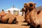 Camels in front of yurt