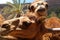 Camels in Fuerteventura island zoo