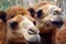 Camels in Fuerteventura island zoo