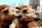 Camels in Fuerteventura island zoo