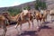 Camels in Fuerteventura island zoo