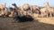 Camels gathered for trade at pushkar camel fair in India