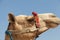 Camels in Giza pyramid, Egypt