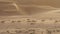 Camels go to pasture early in morning against background of sand dunes in Rub al Khali desert United Arab Emirates stock