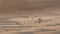 Camels go to pasture early in morning against background of sand dunes in Rub al Khali desert United Arab Emirates stock