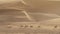 Camels go to pasture early in morning against background of sand dunes in Rub al Khali desert United Arab Emirates stock