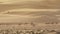 Camels go to pasture early in morning against background of sand dunes in Rub al Khali desert United Arab Emirates stock