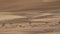 Camels go to pasture early in morning against background of sand dunes in Rub al Khali desert United Arab Emirates stock