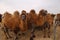 Camels in the Gobi Desert, Mongolia