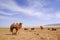 Camels in the Gobi Desert, Mongolia