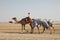 Camels going to the race track